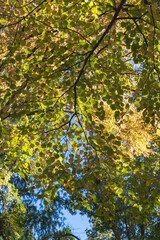 樹木公園の風景