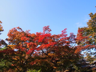 Kyoto at the beginning of the fall foliage season, Autumn leaves, Hogon-in Temple, Kyoto, Japan