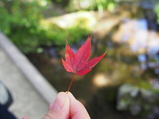 A woman picks at the beautifully maple of the autumn leaves, Hogon-in Temple, Kyoto, Japan