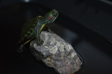 Baby turtle sitting on a rock