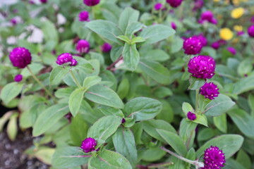 Globe amaranth