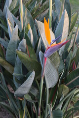 Strelitzia
