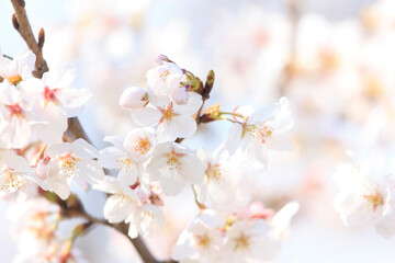 Fototapeta premium ソメイヨシノ