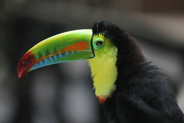 Ramphastos sulfuratus - El tucán pico iris o tucán piquiverde