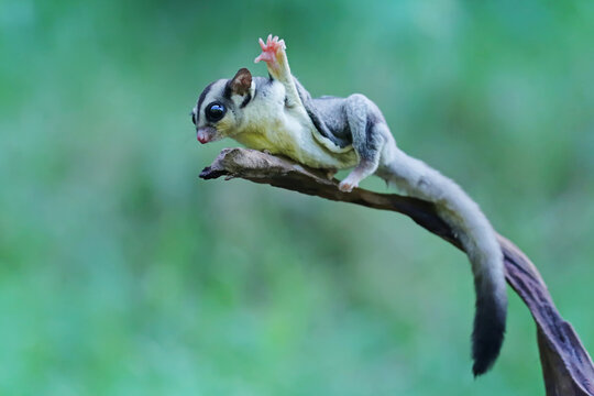 A Sugar Glider Eats Lychees On Wood.