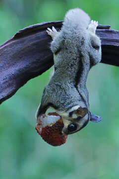 A Sugar Glider Eats Lychees On Wood.