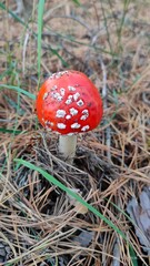 fly agaric mushroom