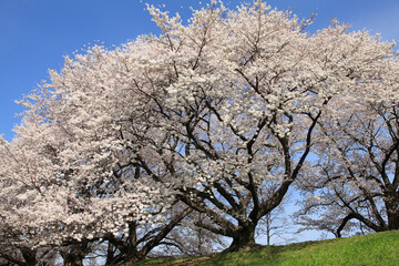 八幡背割堤公園の桜