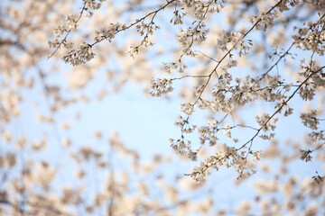 八幡背割堤公園の桜