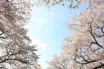 八幡背割堤公園の桜