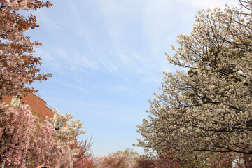 大阪、造幣局の桜