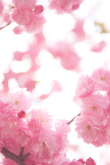 Obraz premium 大阪、造幣局の桜