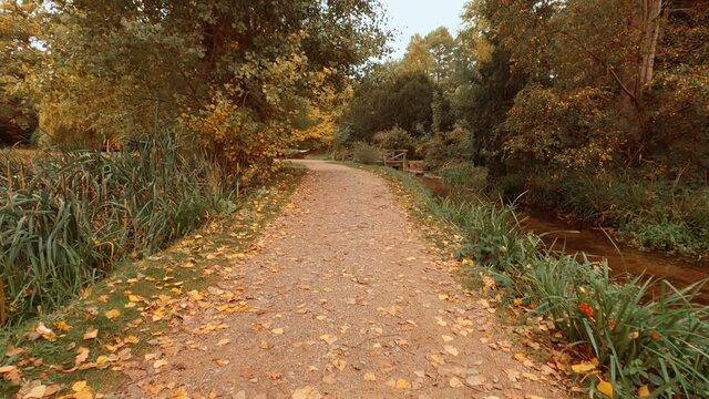 POV walk along a beautiful forest in late Autumn. The floor of the woods is blanketed in red and orange leaves