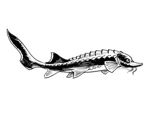 Sturgeon fish. Ink black and white drawing