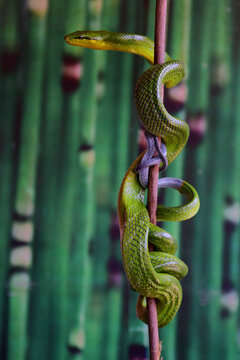 A snake is wrapping its body on a log.