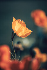 beautiful orange flower close up