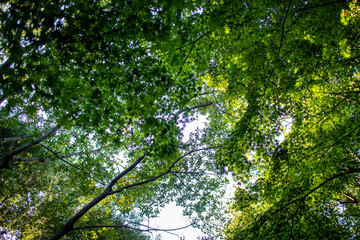 見上げた青空と緑のかえでの葉
Looking up in the sky. Maple trees and green leaves of the early autumn, late summer, in the woods. 1
