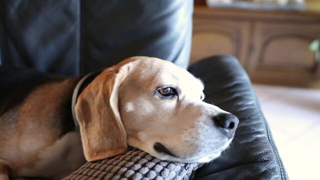 cute beagle dog lies on the sofa in a living room