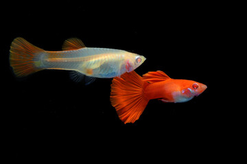 A pair of guppies (Poecilia reticulata) are swimming together in an aquarium.