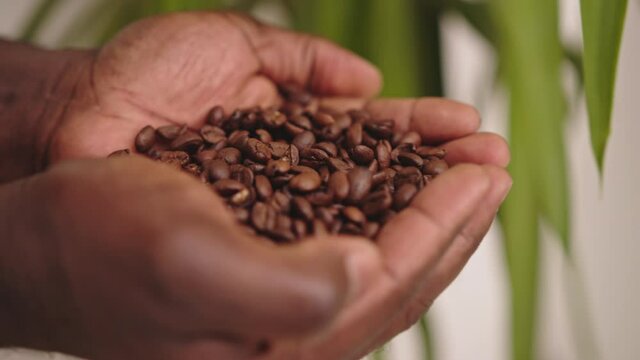 Black man hands holding Coffee Grains. Brazilian special coffee, handful of coffee beans.