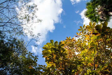 いろいろな木々の合間から見上げた青空と雲
The blue sky and white clouds  with various leaves 