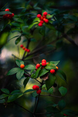 Fototapeta na wymiar Red berries on a tree