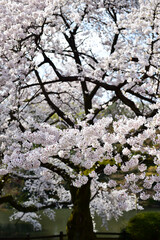 Fototapeta premium 桜