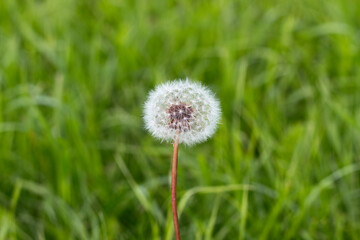 Single whole fluffy dandelion stands upright on stem in green grass meadow on bright warm sunny day