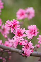 Fototapeta premium 桃の花