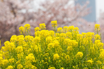 菜の花