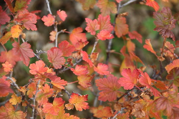 Autumn In The Bush, Jasper National Park, Alberta