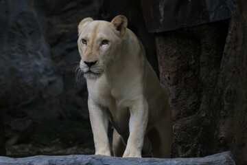 Fototapeta premium Lioness Relaxing on the Yard