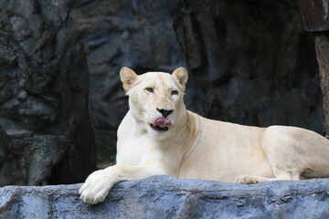 Lioness is sticking her tongue out while relaxing