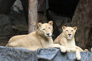 Two Cute Lionesses on the Yard