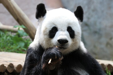 Close up Panda Eating Bamboo Shoot