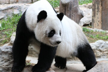 Fototapeta premium Sweet pose of Female Panda, Lin Hui, Chiangmai Zoo