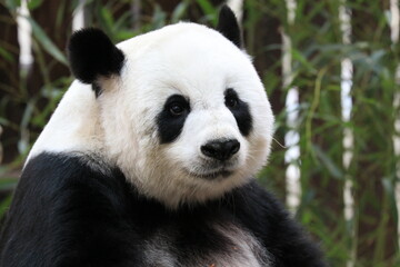 Fototapeta na wymiar Close up Round Face Female Panda, Lin Hui, Chiangmai , Thailand