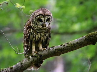 An adult Barred Owl sits on a limb watching for fish.