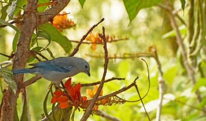  Blue bird