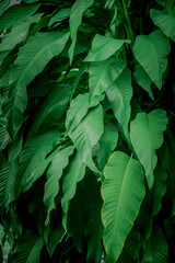 Green leaf background beautiful and Usefuldecorative ornamental plants