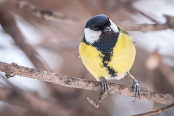 Cute bird Great tit, songbird sitting on a branch without leaves in the autumn or winter.