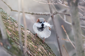 The house sparrow, Passer domesticus, sitting on a branch without leaves with feathers in its beak....