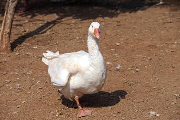 A Lonely white duck with a blurry brown ground background in a sunny day.  selective focus.