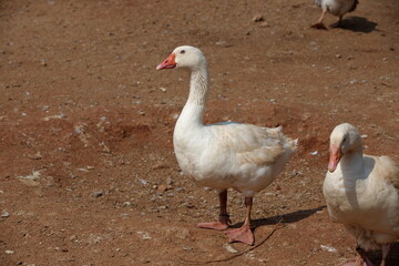 White ducks with a blurry brown ground background in a sunny day.  selective focus.