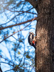 Little woodpecker sits on a tree trunk. The great spotted woodpecker, Dendrocopos major