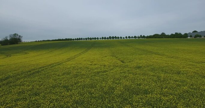 Rapefield in Summer, Countryside South Sweden, &Ouml;sterlen, Tosterup, Aerial Forward