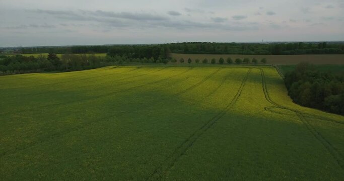 Rapefield High Altitude With Tractor Wheel Patterns, South Sweden Sk&aring;ne, &Ouml;sterlen, Tosterup, Aerial High Forward