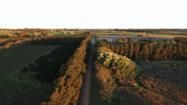 Quad Bike Followed by Farm Dogs on Open Road Alongside Grass Fields, Aerial Shot