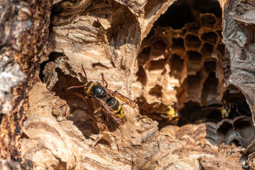 The European hornet, lat. Vespa crabro, is the largest eusocial wasp native to Europe