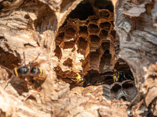 The European hornet, lat. Vespa crabro, is the largest eusocial wasp native to Europe